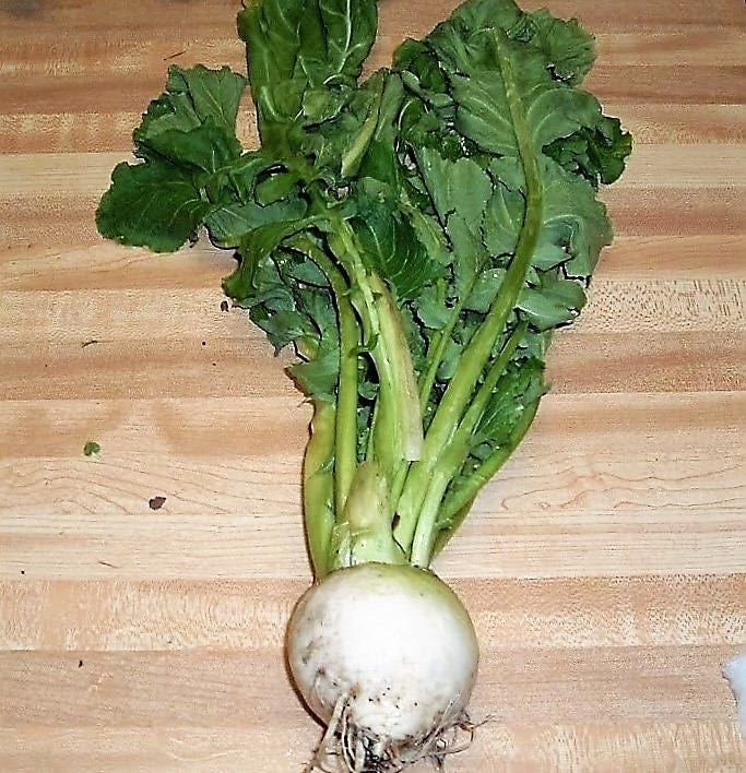 3000 Shogoin Turnip (Brassica Rapa) Seeds