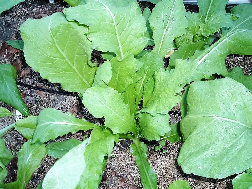 3000 Shogoin Turnip (Brassica Rapa) Seeds