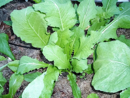3000 Shogoin Turnip (Brassica Rapa) Seeds