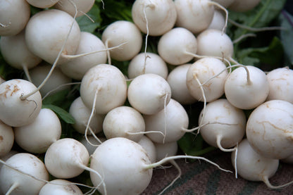 3000 Shogoin Turnip (Brassica Rapa) Seeds