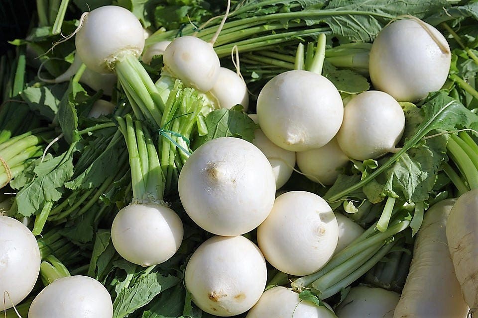 3000 Shogoin Turnip (Brassica Rapa) Seeds