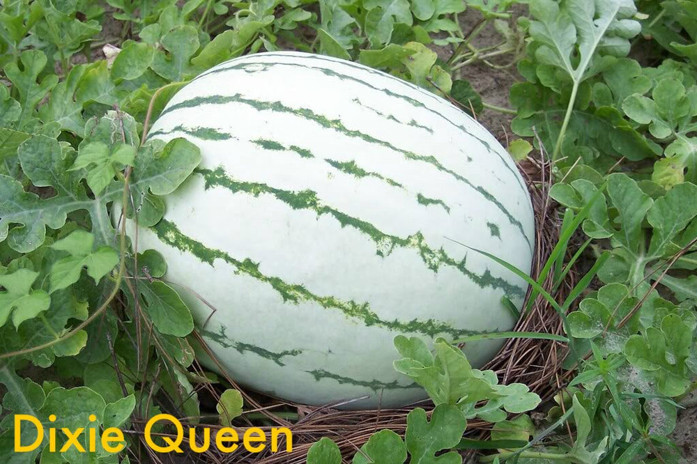 50 Dixie Queen Watermelon (Citrullus Lanatus) Seeds