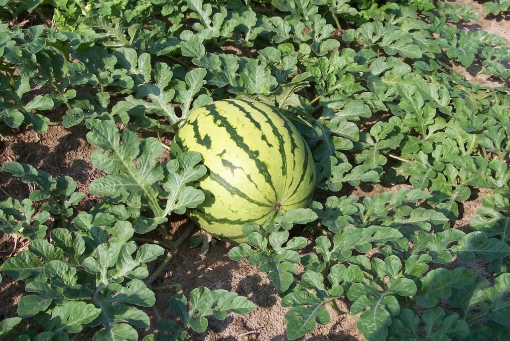 50 Dixie Queen Watermelon (Citrullus Lanatus) Seeds