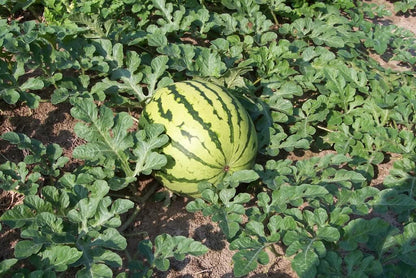 50 Dixie Queen Watermelon (Citrullus Lanatus) Seeds