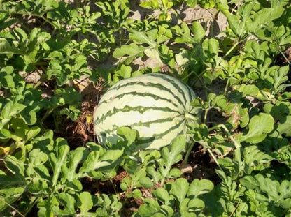 50 Dixie Queen Watermelon (Citrullus Lanatus) Seeds