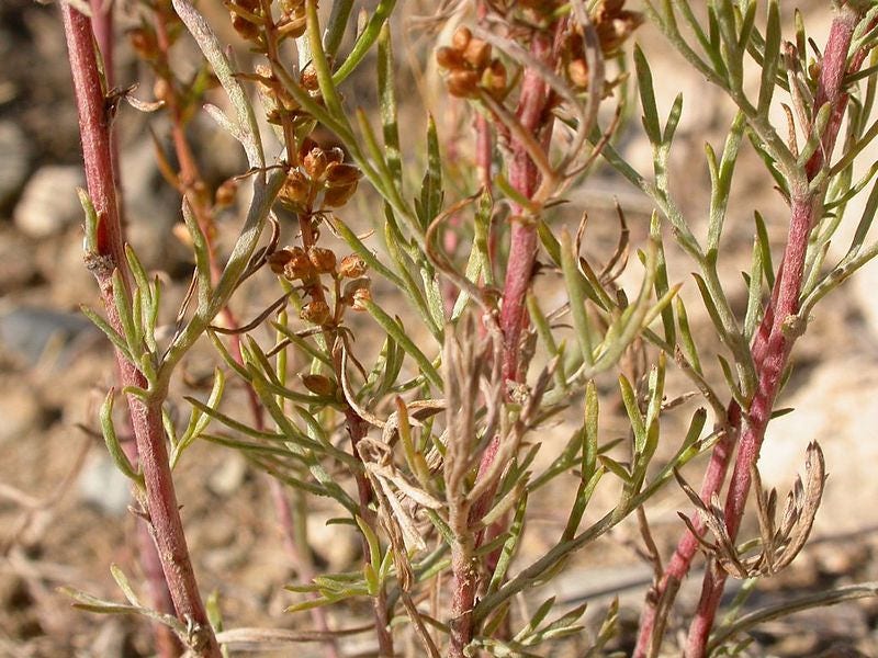 500 BEACH WORMWOOD Artemisia Caudata Silvermound Red Sagewort Herb Flower Seeds