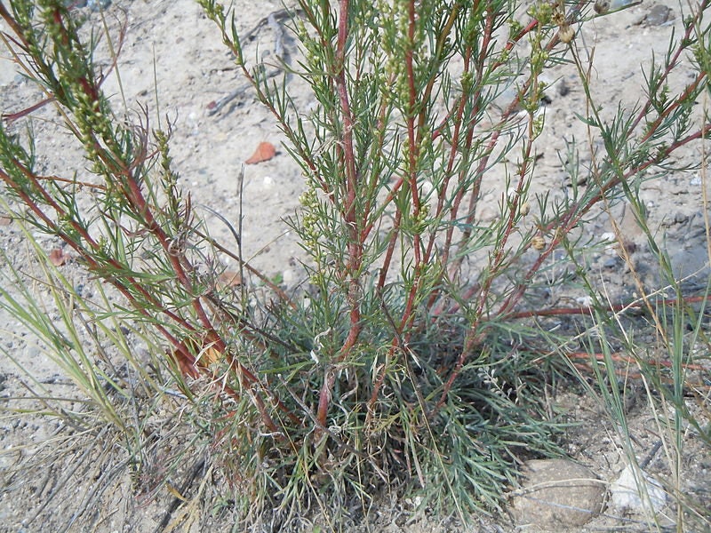 500 BEACH WORMWOOD Artemisia Caudata Silvermound Red Sagewort Herb Flower Seeds