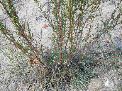500 BEACH WORMWOOD Artemisia Caudata Silvermound Red Sagewort Herb Flower Seeds