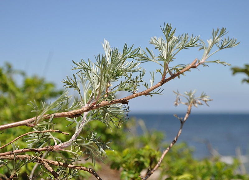 500 BEACH WORMWOOD Artemisia Caudata Silvermound Red Sagewort Herb Flower Seeds