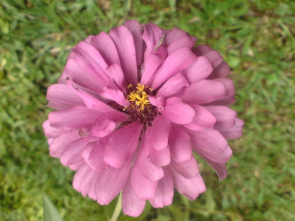250 EXQUISITE ZINNIA Elegans Changes Color Red - Hot Pink Pale Pink Flower Seeds