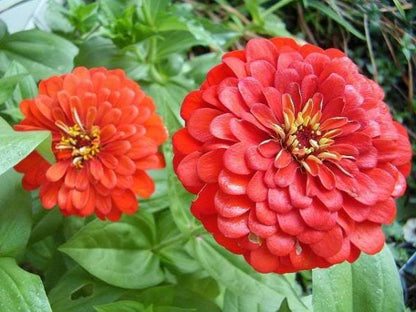 250 EXQUISITE ZINNIA Elegans Changes Color Red - Hot Pink Pale Pink Flower Seeds