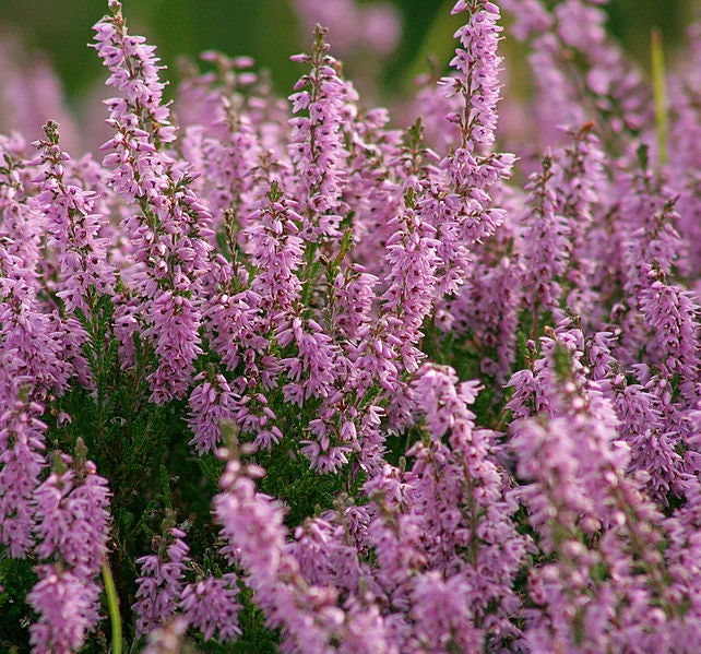 100 Scotch True Heather (Calluna Vulgaris) Seeds