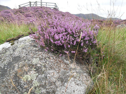 100 Scotch True Heather (Calluna Vulgaris) Seeds