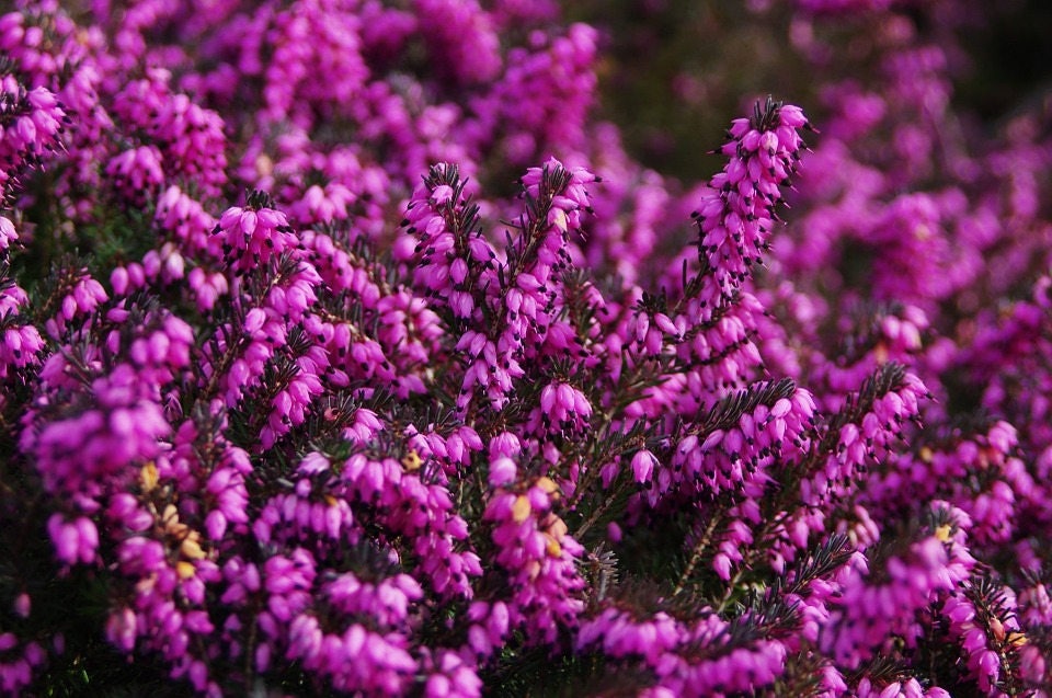 100 Scotch True Heather (Calluna Vulgaris) Seeds