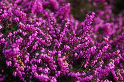 100 Scotch True Heather (Calluna Vulgaris) Seeds