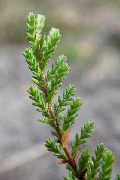 100 Scotch True Heather (Calluna Vulgaris) Seeds