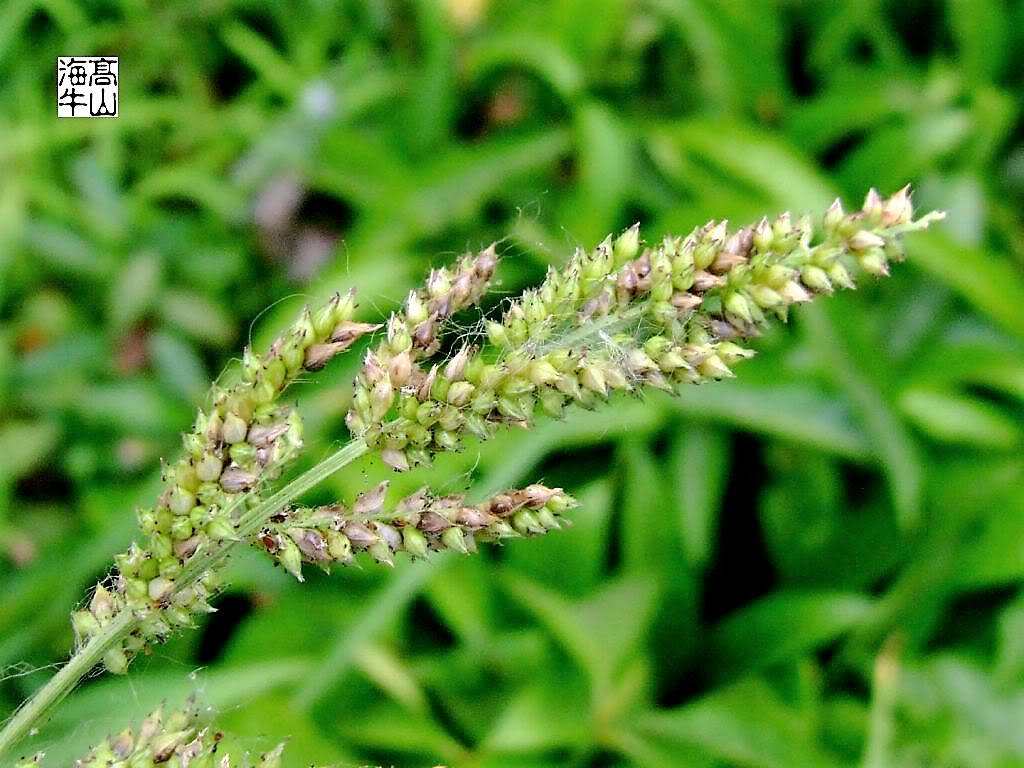 150 Japanese Millet (Echinochloa Frumentacea) Seeds
