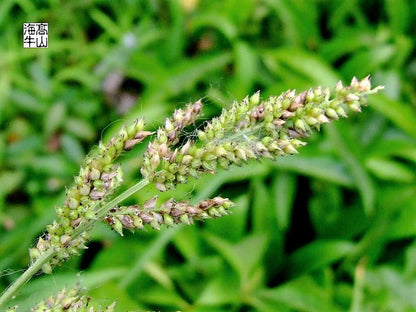 150 Japanese Millet (Echinochloa Frumentacea) Seeds