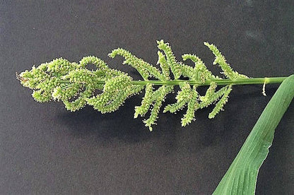 150 Japanese Millet (Echinochloa Frumentacea) Seeds