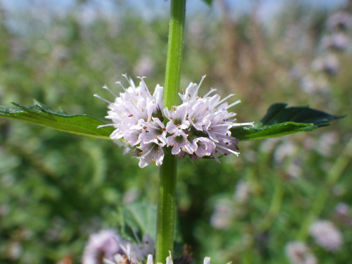 50 WHITE WOOD MINT Mentha Arvensis Wild Field Herb Flower Seeds