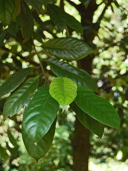 1 Nutmeg tree (Myristica Fragrans) seeds