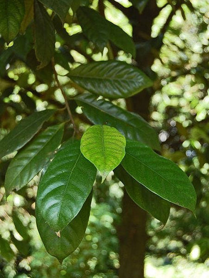 1 Nutmeg tree (Myristica Fragrans) seeds