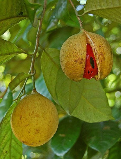 1 Nutmeg tree (Myristica Fragrans) seeds
