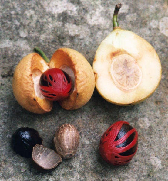 1 Nutmeg tree (Myristica Fragrans) seeds