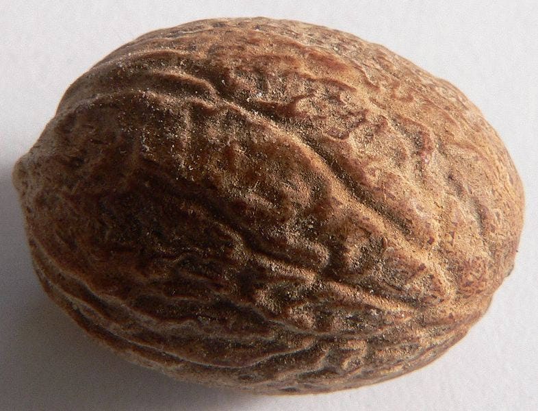1 Nutmeg tree (Myristica Fragrans) seeds