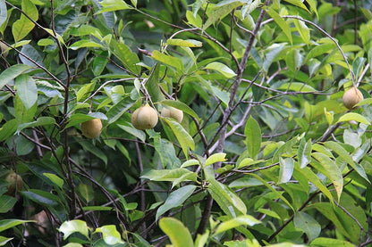 1 Nutmeg tree (Myristica Fragrans) seeds