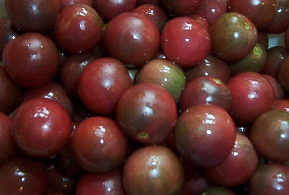 50 Black Cherry Tomato (Lycopersicon) Seeds