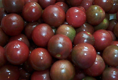 50 Black Cherry Tomato (Lycopersicon) Seeds