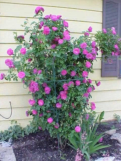5 Purple Climbing Rose Bush (Rosa) Seeds