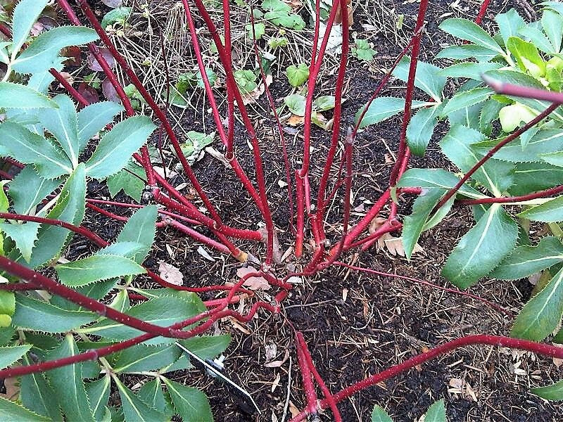 25 Fire and Ice Dogwood (Cornus Alba) Seeds