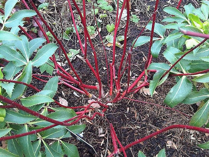 25 Fire and Ice Dogwood (Cornus Alba) Seeds