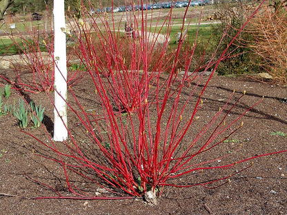 25 Fire and Ice Dogwood (Cornus Alba) Seeds