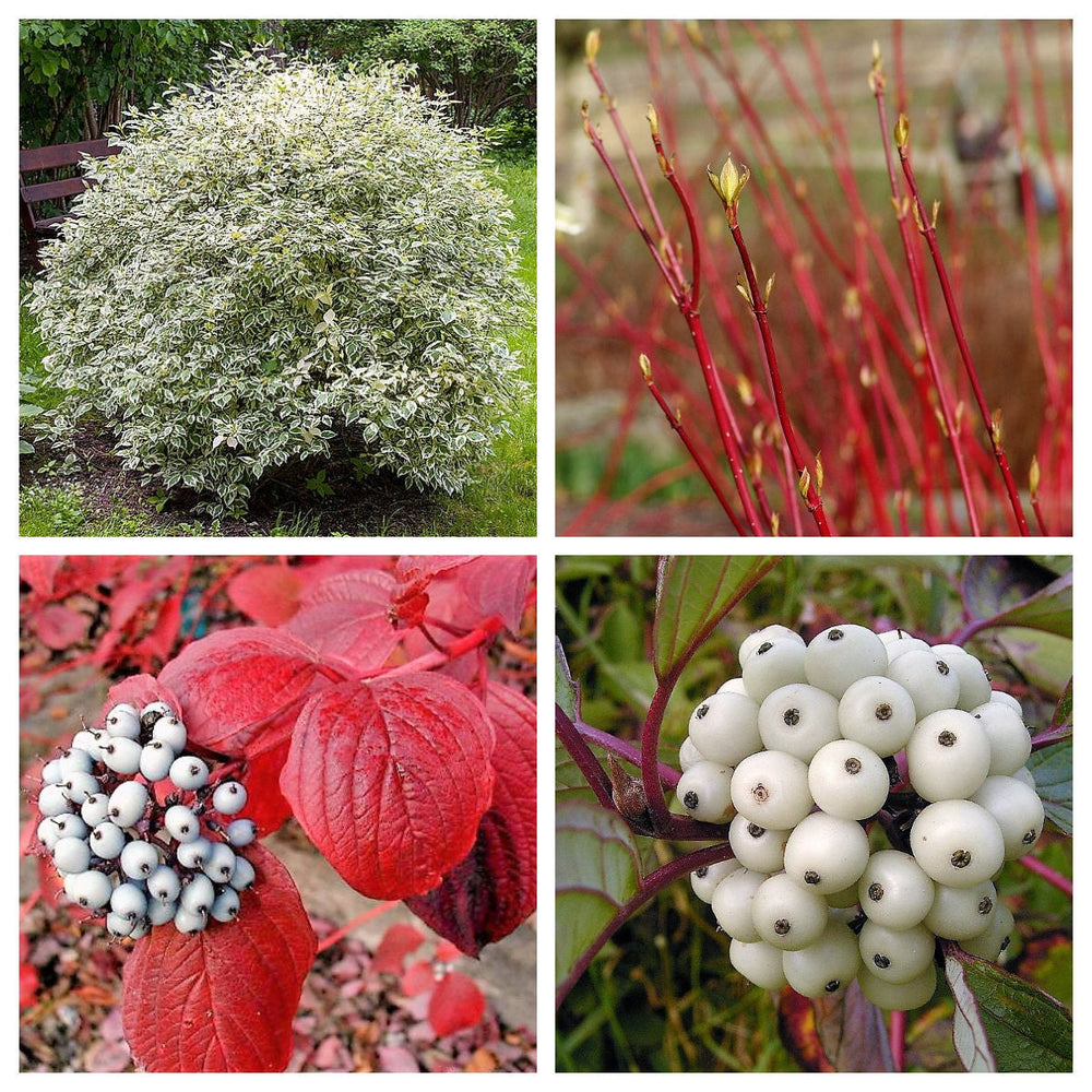 25 Fire and Ice Dogwood (Cornus Alba) Seeds