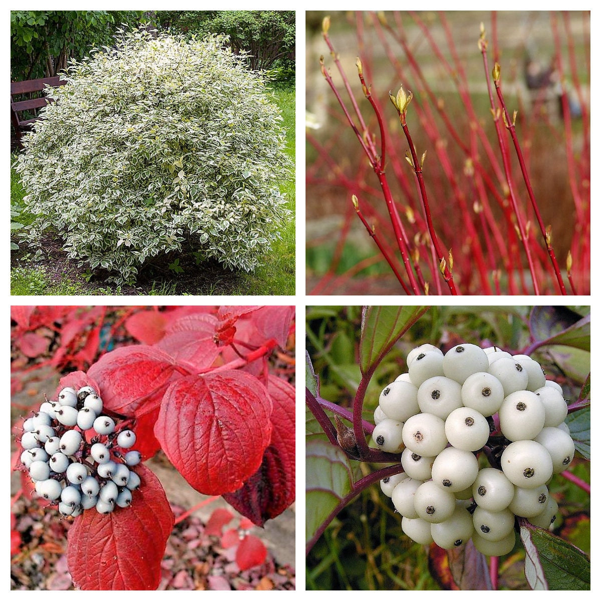 25 Fire and Ice Dogwood (Cornus Alba) Seeds