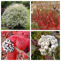 25 Fire and Ice Dogwood (Cornus Alba) Seeds