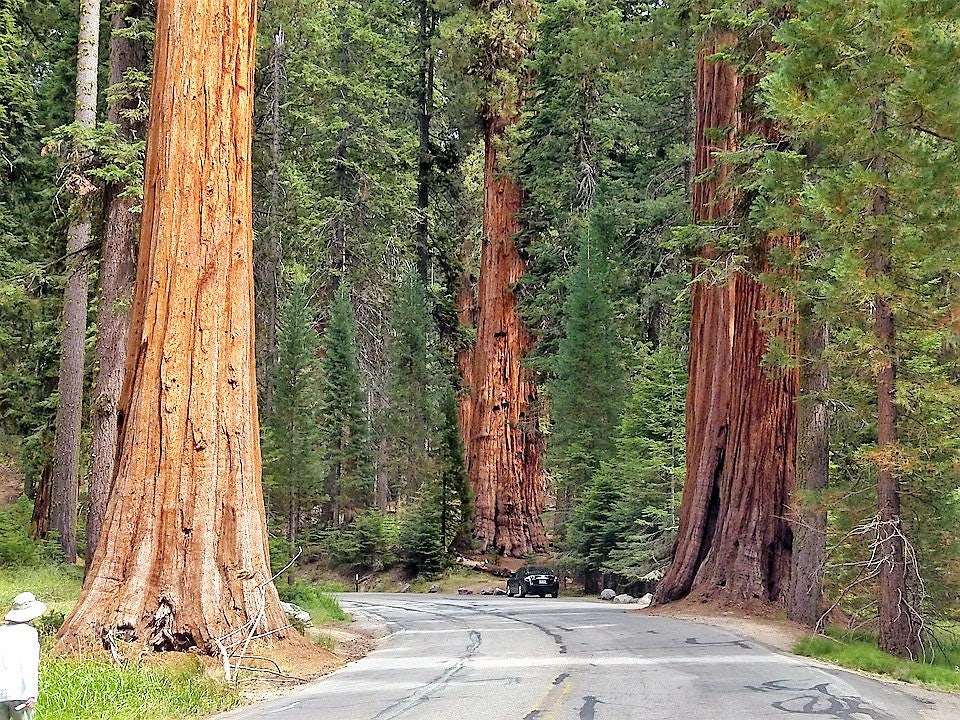 40 GIANT SEQUOIA Sequoiadendron Giganteum Sierra Redwood Tree Seeds