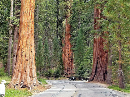40 GIANT SEQUOIA Sequoiadendron Giganteum Sierra Redwood Tree Seeds