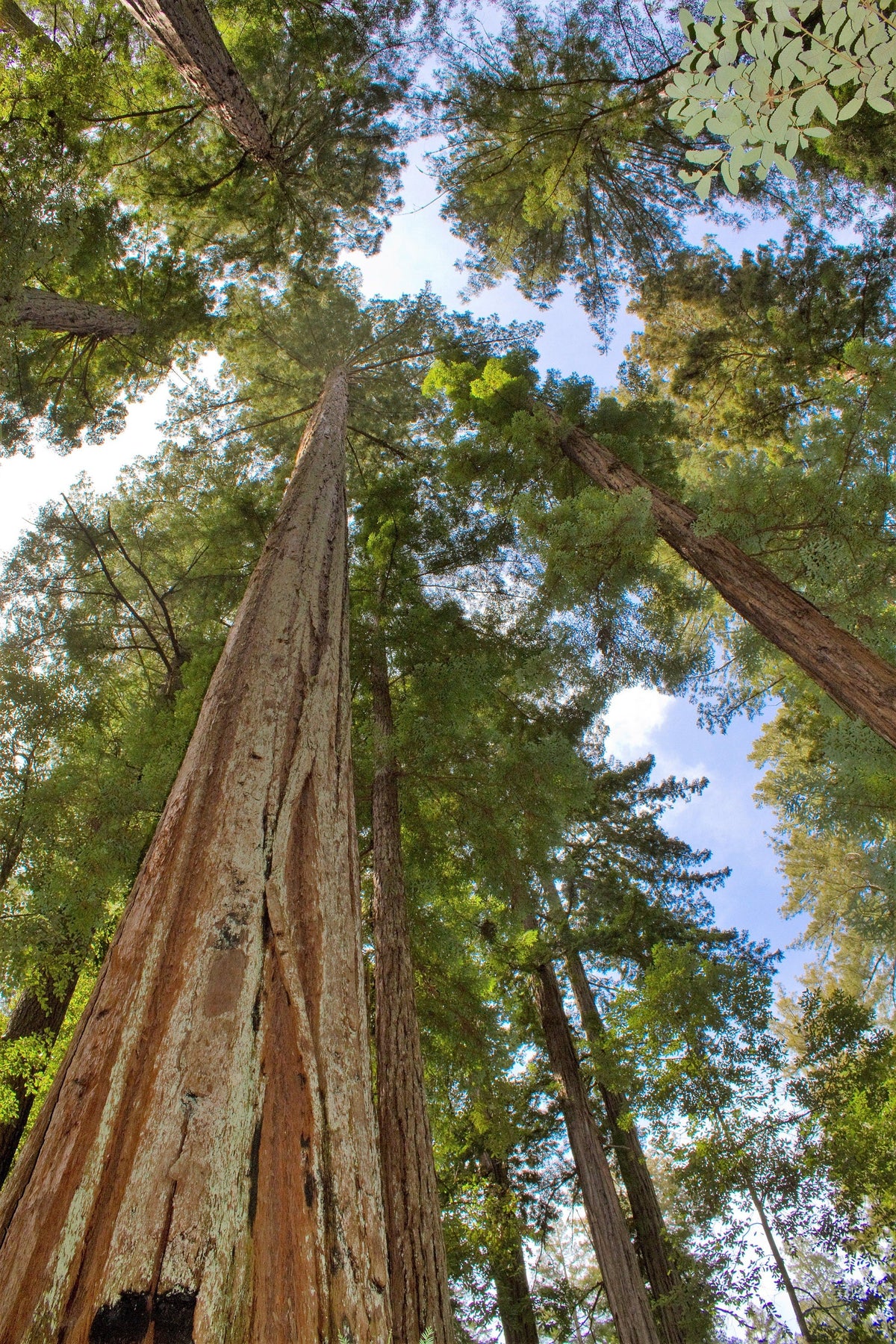 40 GIANT SEQUOIA Sequoiadendron Giganteum Sierra Redwood Tree Seeds