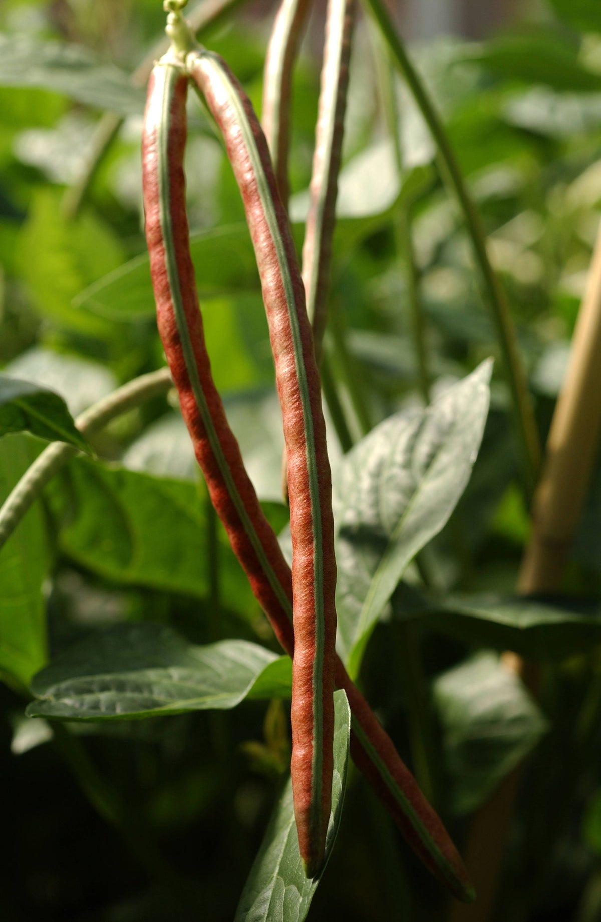 50 IRON CLAY COWPEA Food Plot Forage Vigna Unguiculata Cow Pea Bean Legume Seeds