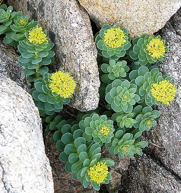 25 Roseroot Stonecrop (Rhodiola Rosea) Seeds