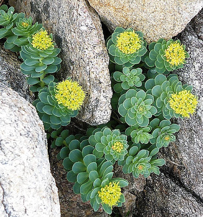 25 Roseroot Stonecrop (Rhodiola Rosea) Seeds