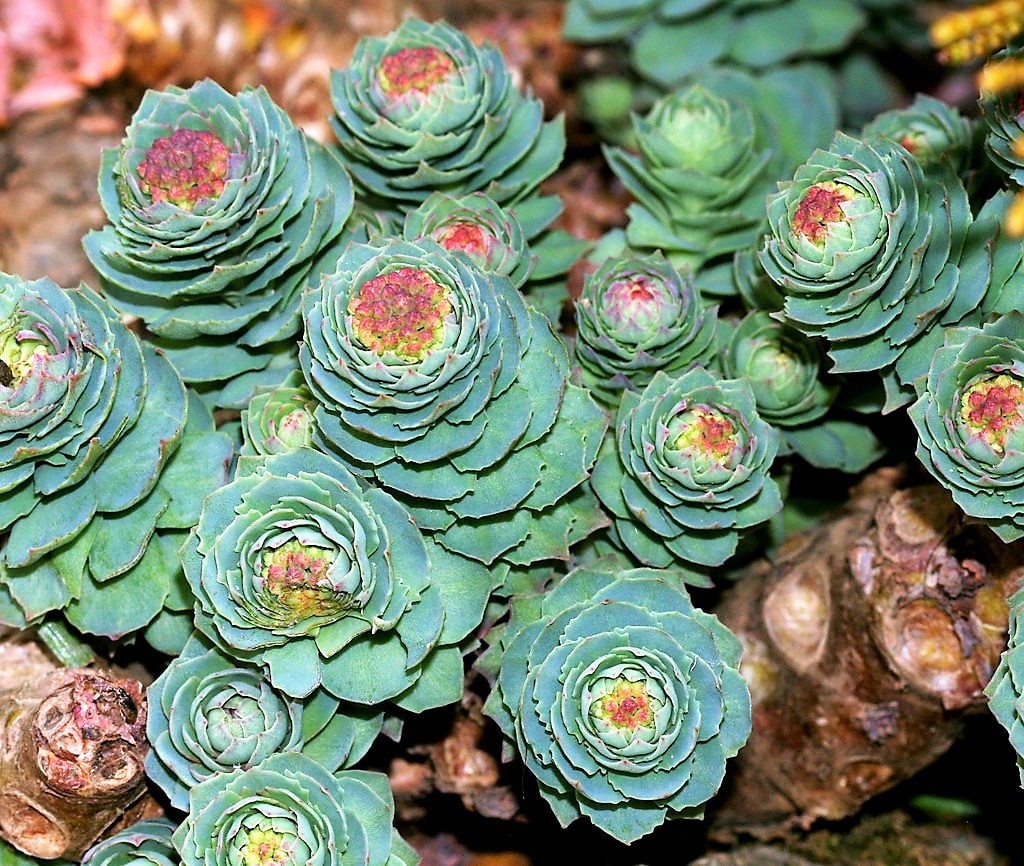 25 Roseroot Stonecrop (Rhodiola Rosea) Seeds