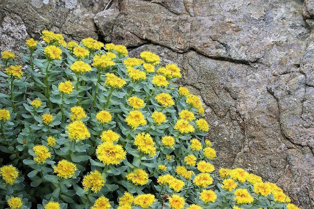 25 Roseroot Stonecrop (Rhodiola Rosea) Seeds