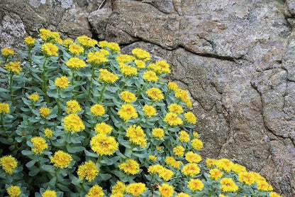 25 Roseroot Stonecrop (Rhodiola Rosea) Seeds