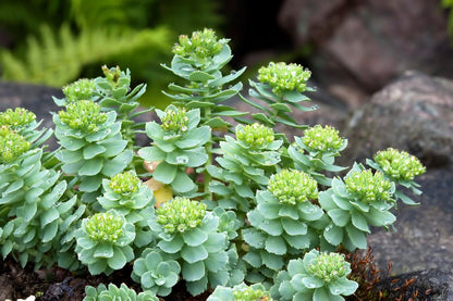 25 Roseroot Stonecrop (Rhodiola Rosea) Seeds