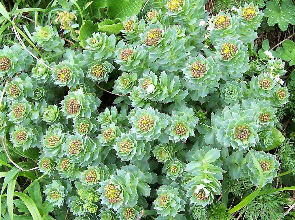 25 Roseroot Stonecrop (Rhodiola Rosea) Seeds